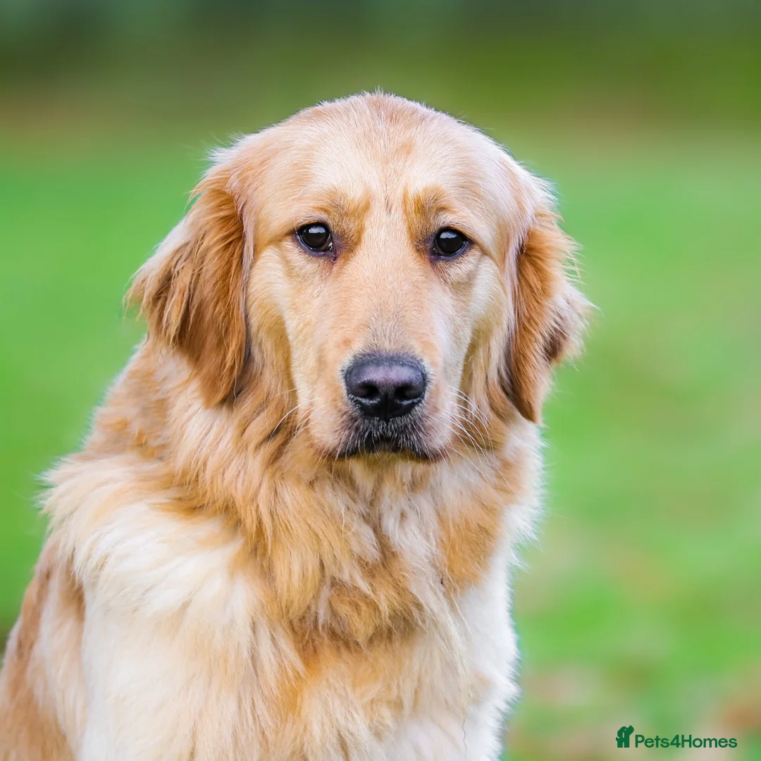 Golden Retriever dogs for sale: Unique Unna - Advert 1