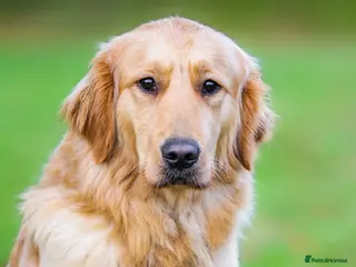 Golden Retriever dogs Unique Unna - Advert 1