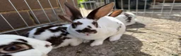 Mini Lop rabbits for sale: Rex/mini lop/mini lop x lion head bunnies. - Advert 7