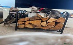 Bengal cats for sale: 🐾 TICA REGISTERED, READY TO LEAVE  😍😍 - Image 2
