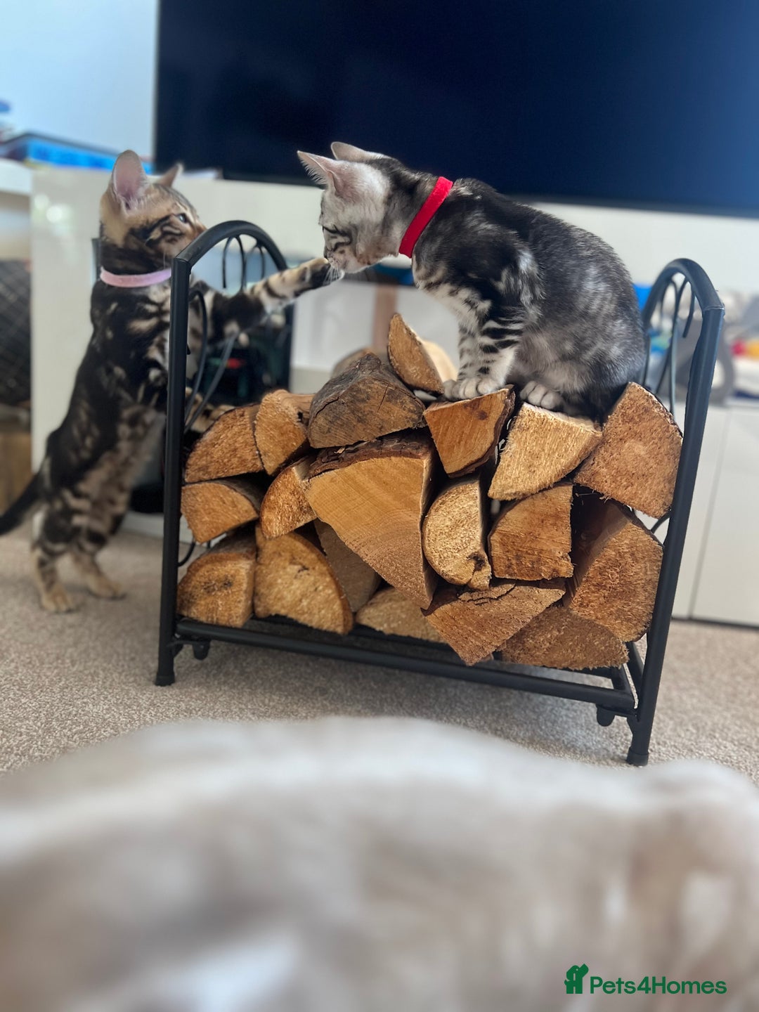 Bengal cats for sale: 🐾 TICA REGISTERED, READY TO LEAVE  😍😍 - Image 2