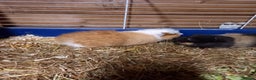 Guinea Pig rodents for sale: Swiss baby guinea-pigs  - Advert 2