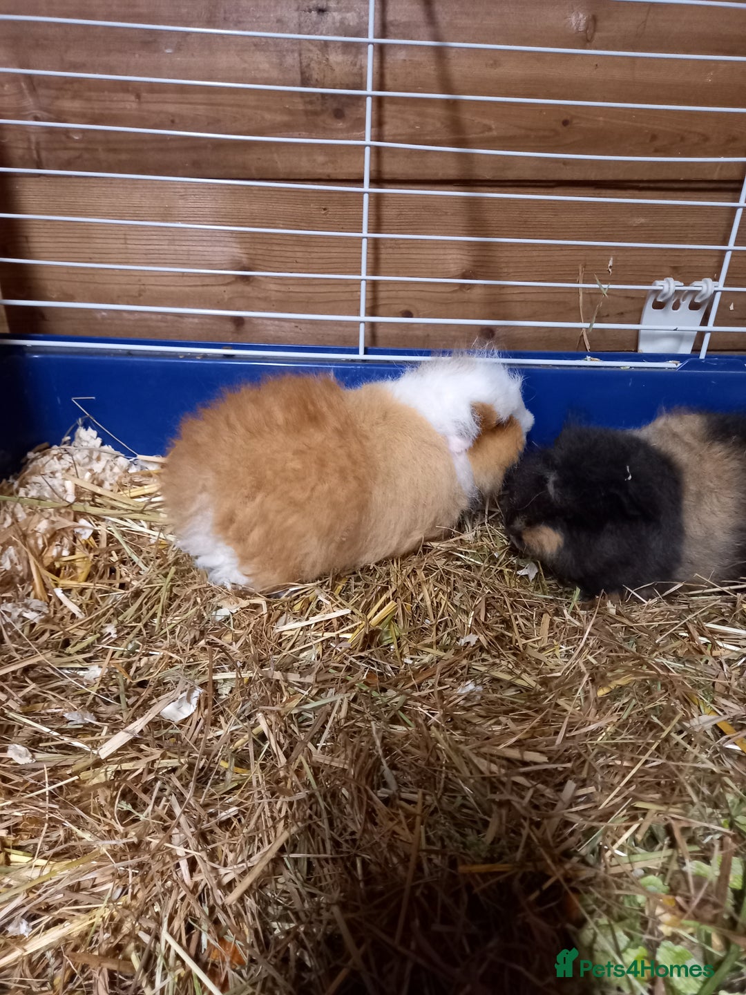 Guinea Pig rodents for sale: Swiss baby guinea-pigs  - Advert 2