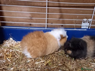 Guinea Pig rodents Swiss baby guinea-pigs - Advert 2