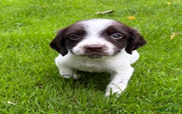 Sprocker dogs for sale: Beautiful Sprocker pups - Image 9