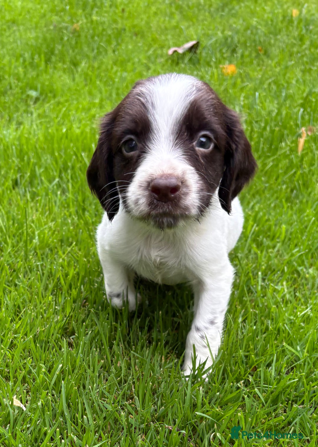 Sprocker dogs for sale: Beautiful Sprocker pups - Image 9