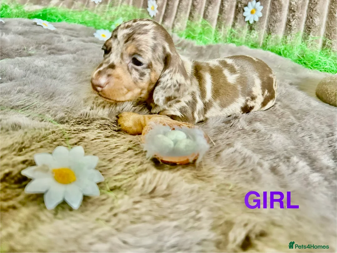 Dachshund dogs for sale: Dachshund Puppies   - Advert 24