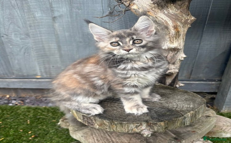 Maine Coon cats - Advert 12