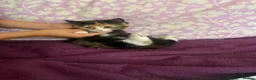 Mixed Breed cats for sale: READY NOW in Orpington - Advert 9
