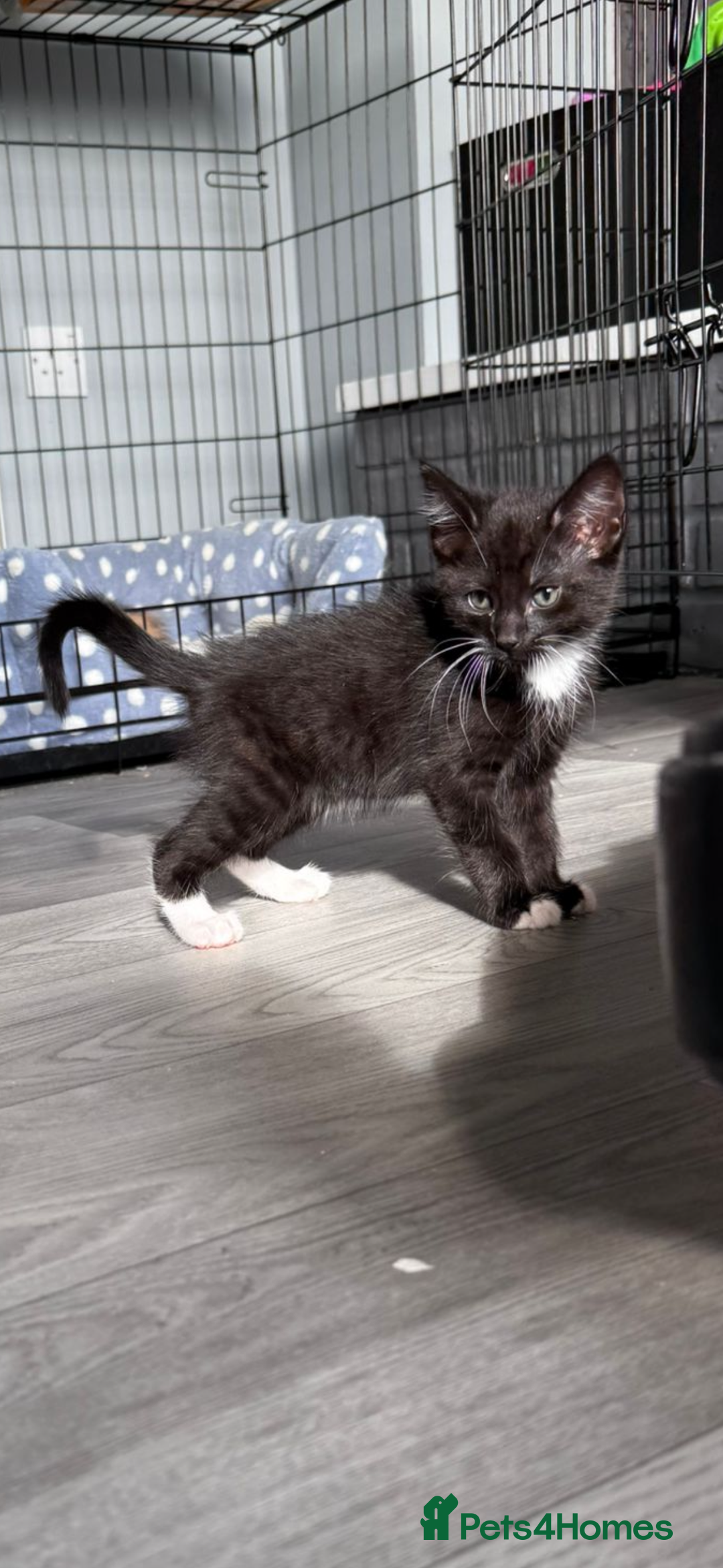 Mixed Breed cats for sale: Beautiful litter of kittens  - Image 15