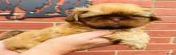 Shih Tzu dogs for sale: KC registered chocolate Shih Tzu boy puppy  - Advert 8