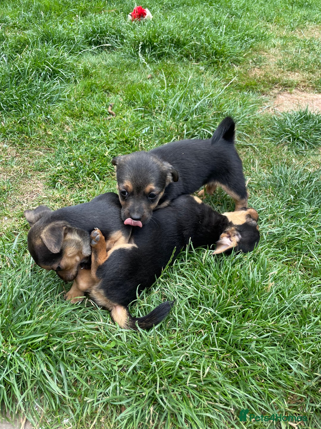 Mixed Breed dogs for sale: Jack Russell Black and Tan terrier puppies  - Image 18