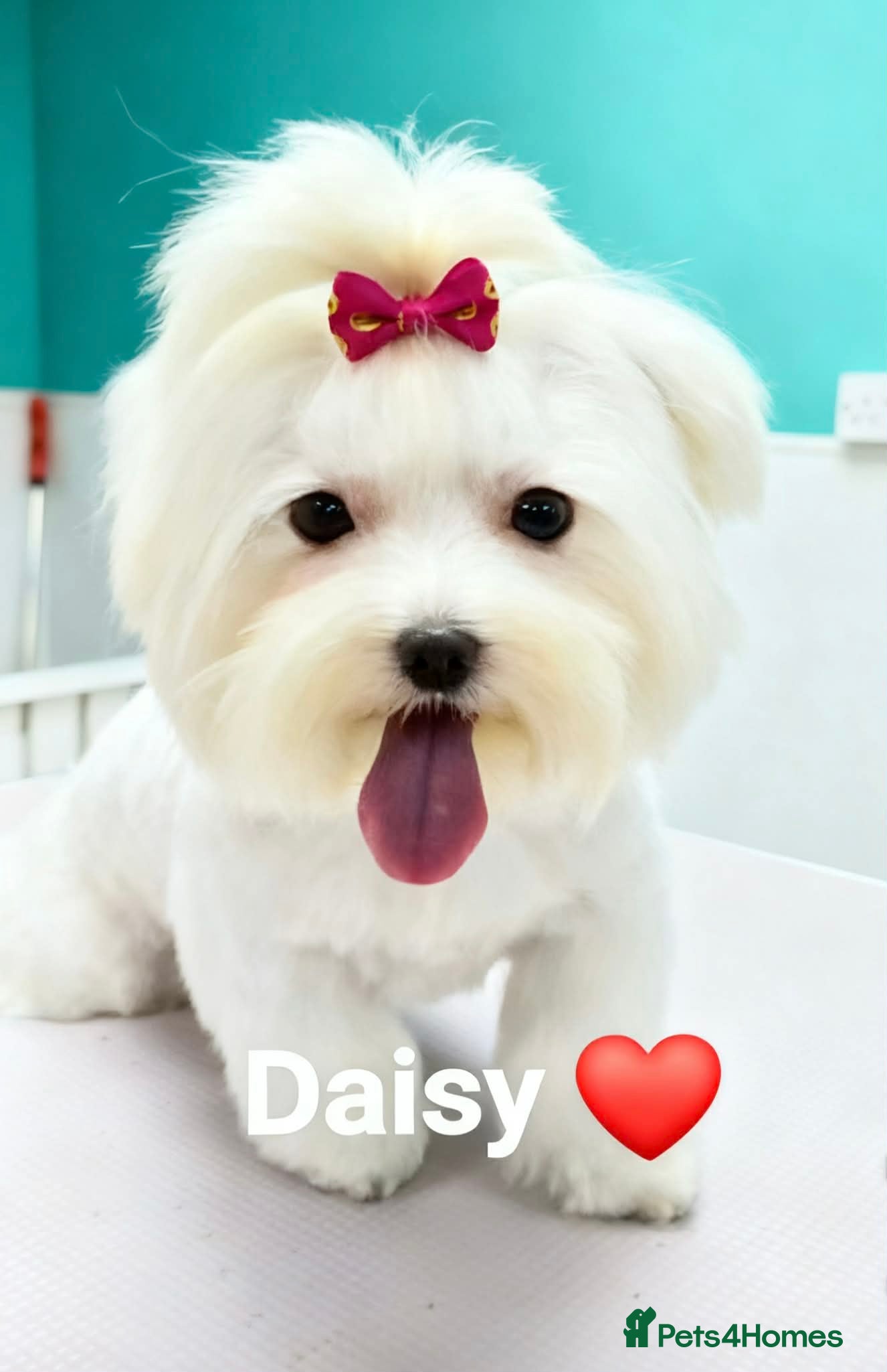 Maltese dogs Mini Maltese Girl 2 years - Advert 8