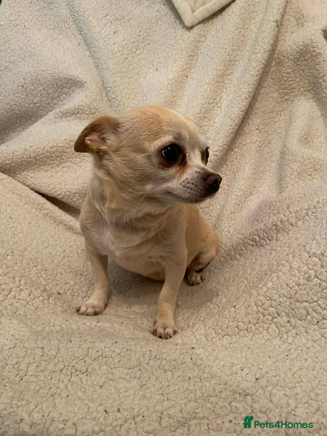 Chihuahua dogs for sale: chihuahua puppies - Advert 1