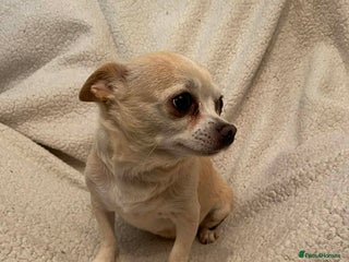 Chihuahua dogs chihuahua puppies - Advert 3