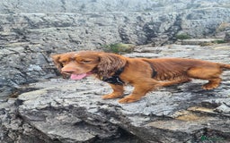 Cocker Spaniel dogs for stud: Working cocker for stud in Darlington - Image 6