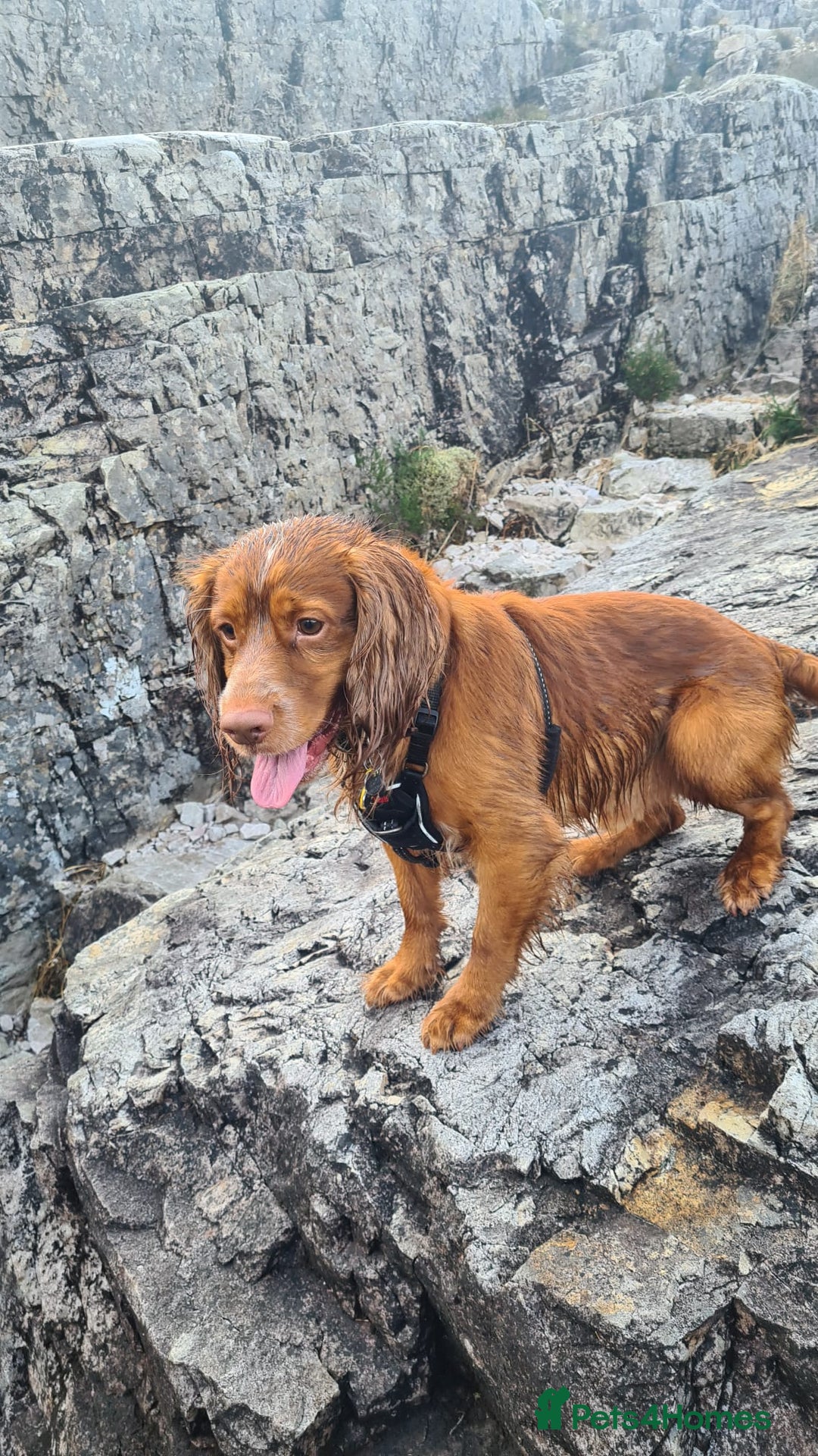 Cocker Spaniel dogs for stud: Working cocker for stud in Darlington - Image 6
