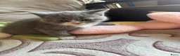 Scottish Fold cats for sale: Beautiful scotish fold  - Advert 5