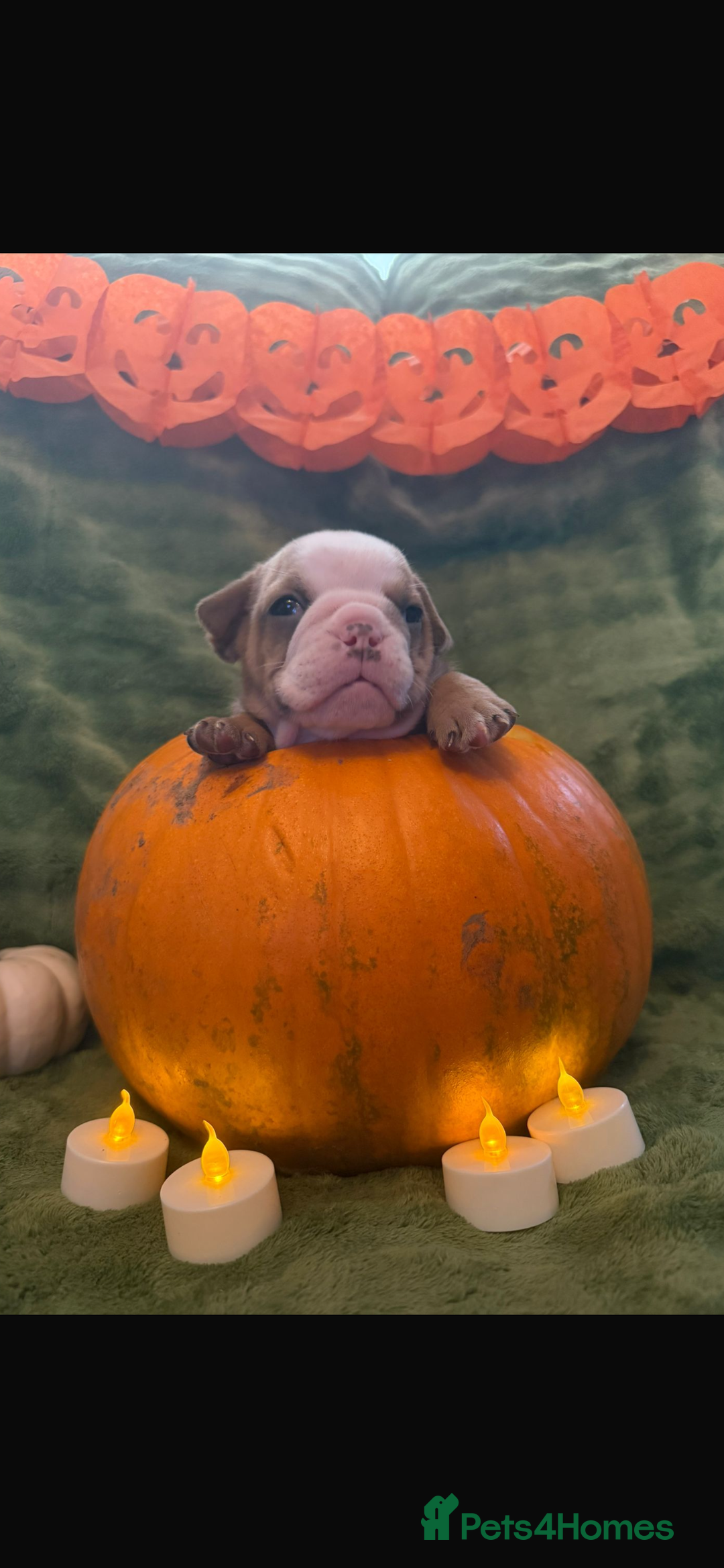 English Bulldog dogs for sale: Beautiful bulldog babies  - Image 3