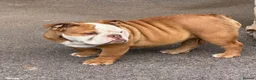 English Bulldog dogs for sale: 😍 Beautiful English Bulldog puppies 🥰 - Advert 10
