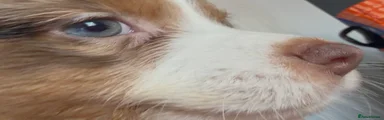Miniature American Shepherd 2