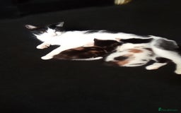 Mixed Breed cats for sale: 4 stunning babies READY NOW Calico and black&white - Image 23