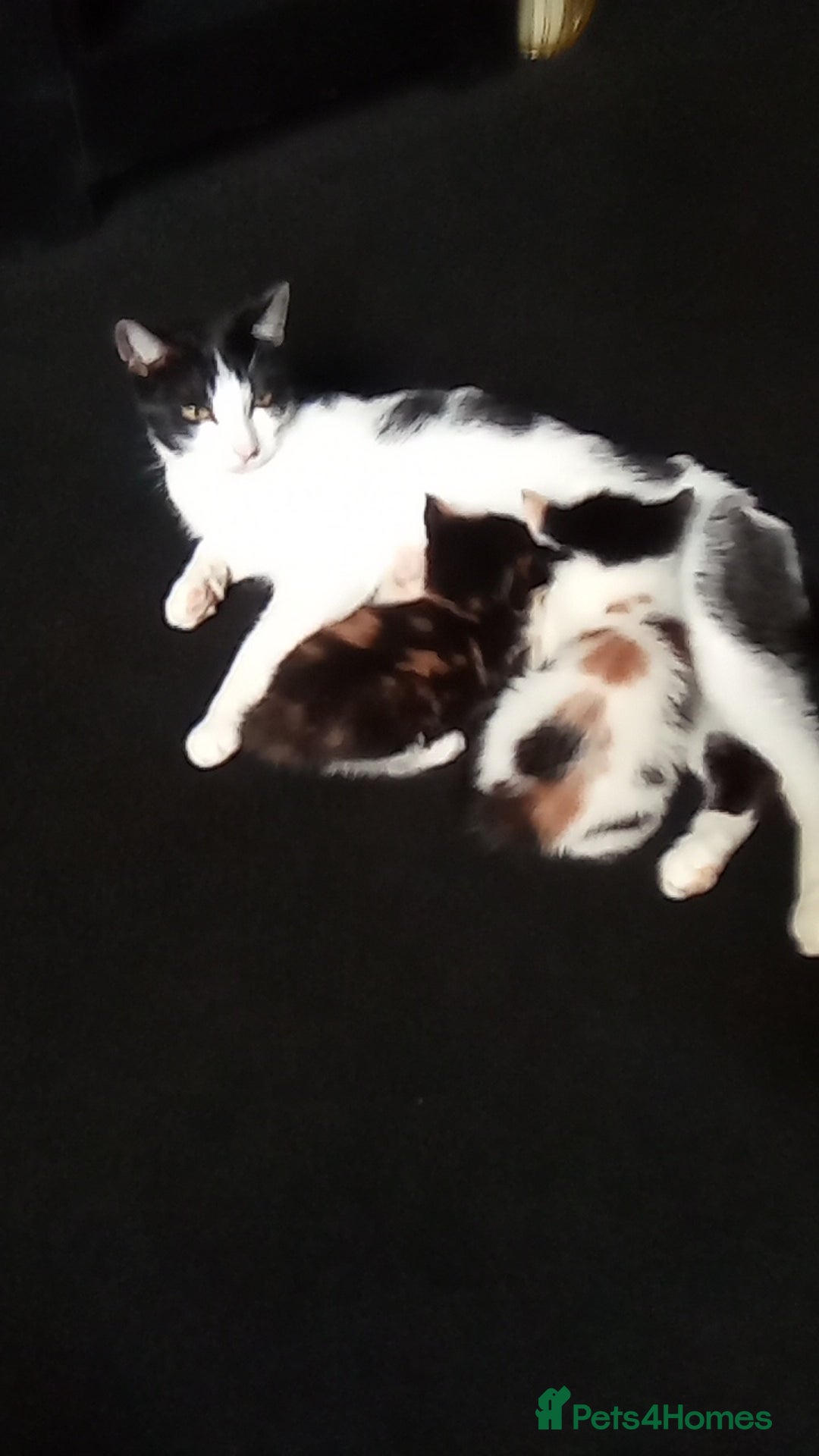 Mixed Breed cats for sale: 4 stunning babies READY NOW Calico and black&white - Image 23