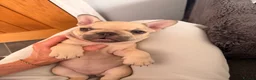 French Bulldog dogs for sale: Beautiful KC Registered French Bulldog Puppies 🐾 - Advert 26