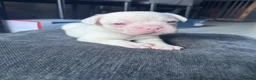 French Bulldog dogs for sale: French bulldog puppies  - Advert 24