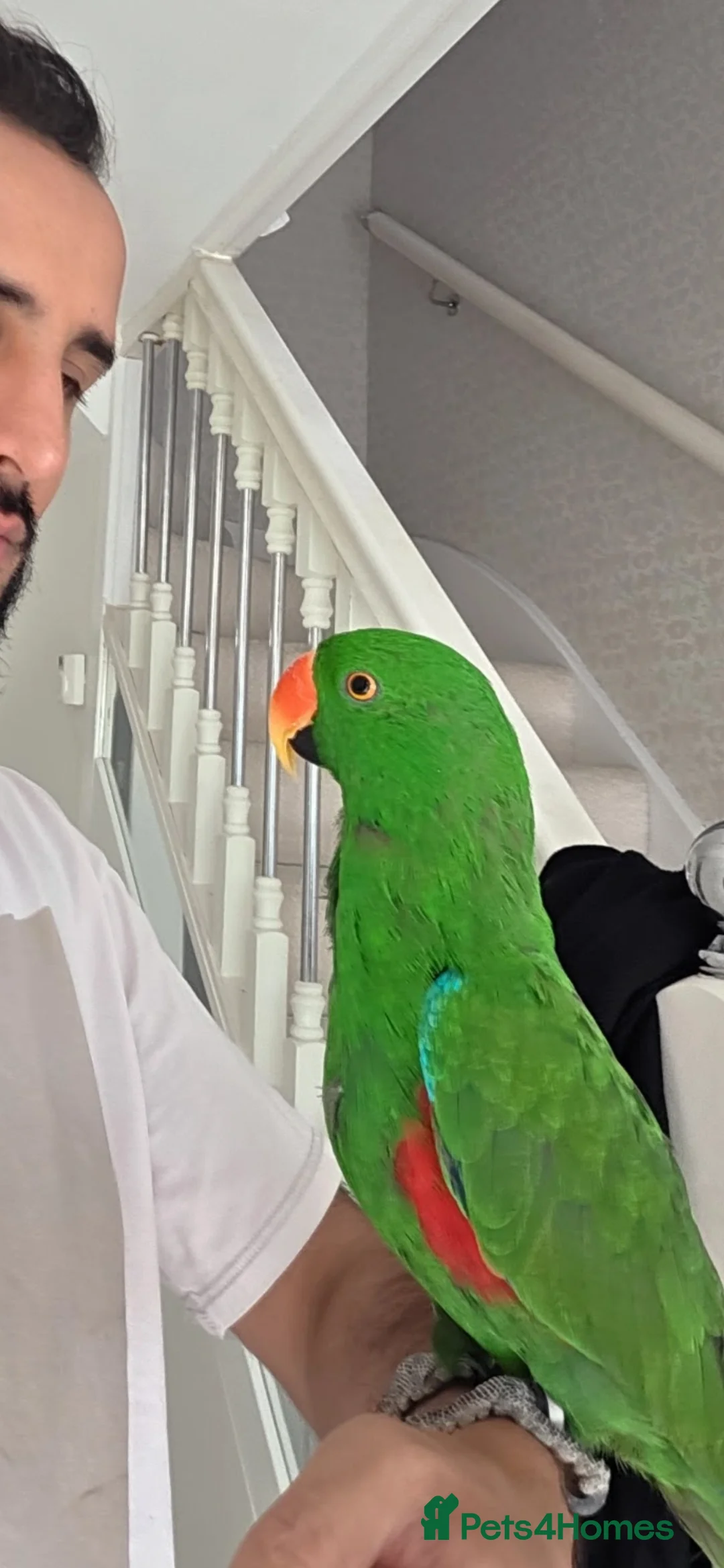 Parrots birds for sale: Silly tame, healthy Eclectus boy - Advert 8
