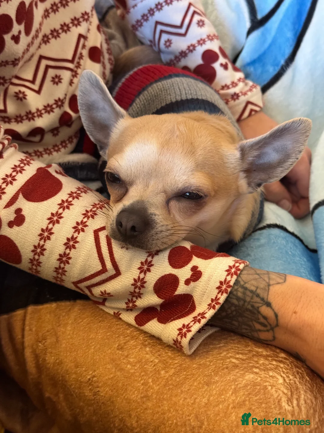 Chihuahua dogs for sale: 2 lovely brothers looking for quiet perfect home  - Advert 3