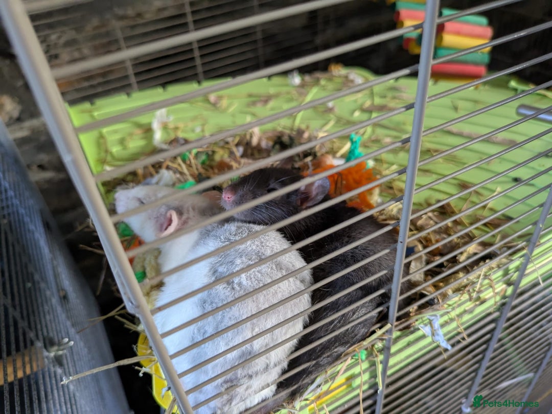 Rat rodents for sale: 2 Rats for rehoming - Image 11