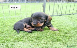 Miniature Dachshund dogs for sale: Miniature Wirehaired Dachshund  - Image 5