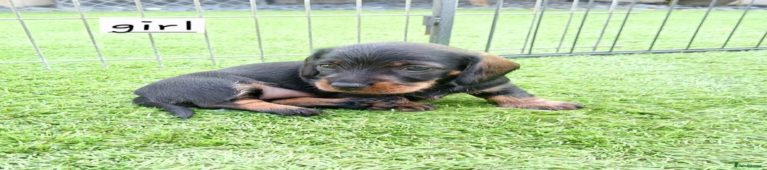 Miniature Dachshund Puppy 2