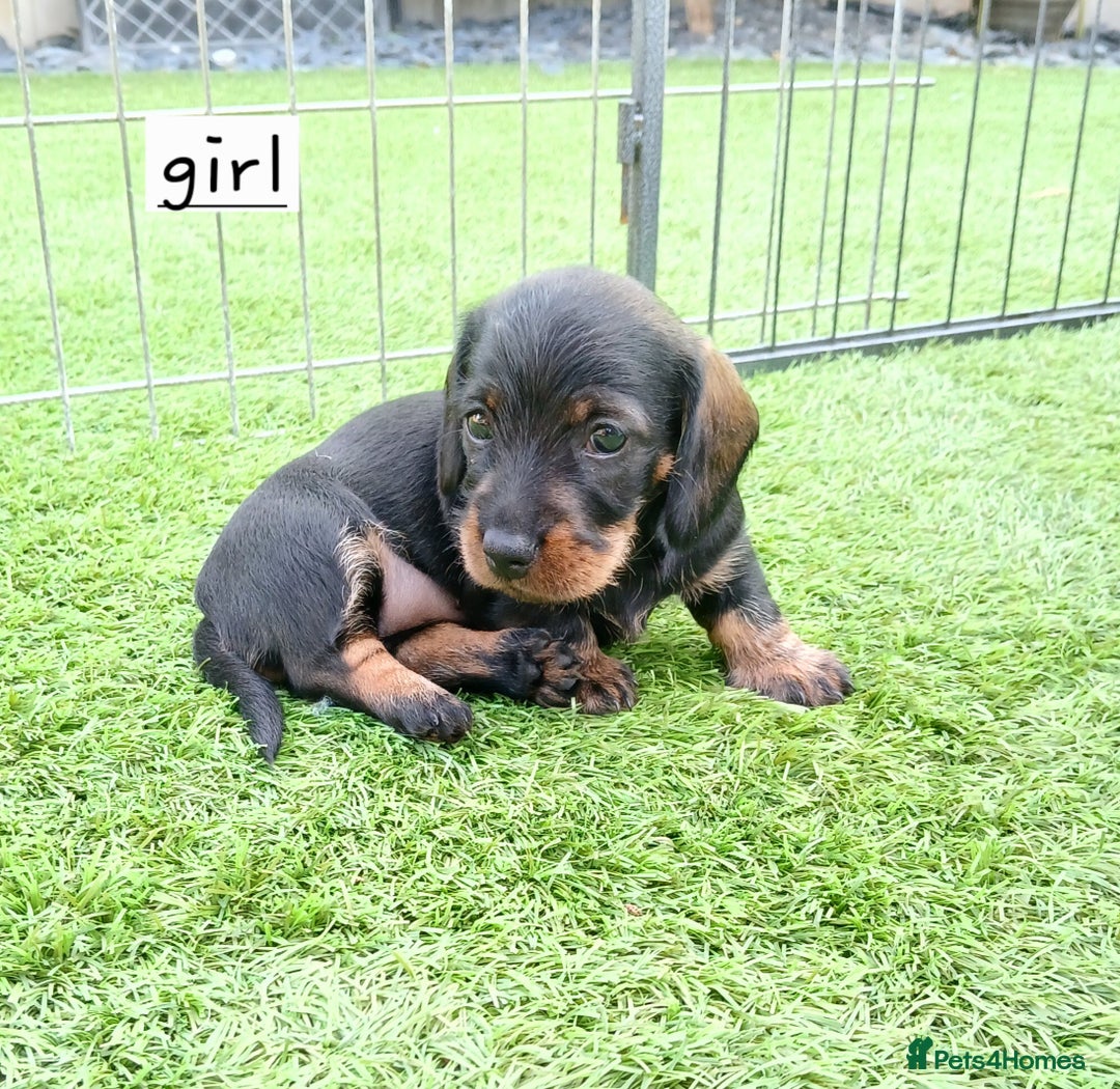 Miniature Dachshund dogs for sale: Miniature Wirehaired Dachshund  - Image 5