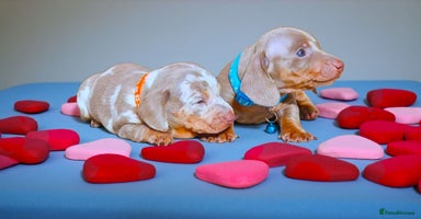 Miniature Dachshund dogs - Advert 12