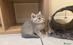 British Shorthair cats for sale: Ready to go BS kittens  - Image 19