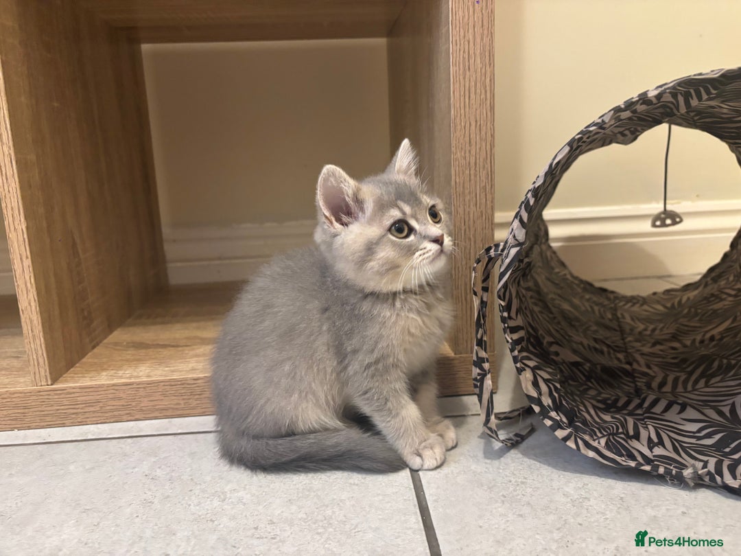 British Shorthair cats for sale: Ready to go BS kittens  - Image 19