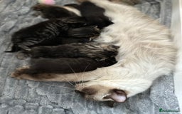 Mixed Breed cats for sale: Social loving ragdoll cross fluffy black blue eyes - Image 2