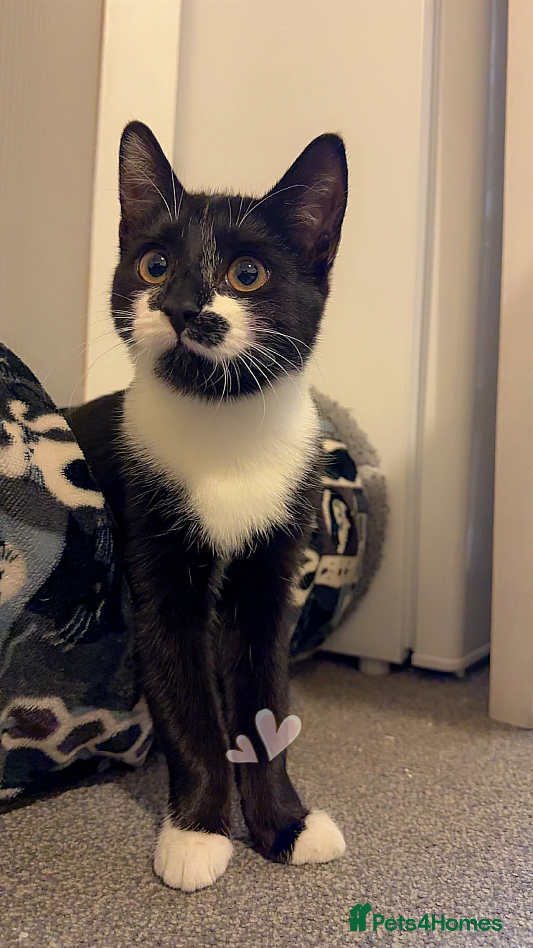 Domestic Shorthair cats for sale: Nino she is 10 months old . - Advert 5