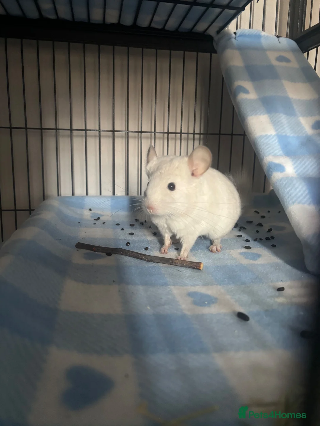 Chinchilla rodents for sale: Male Baby White Mosaic Chinchilla  in Bristol - Advert 10