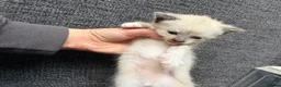 Mixed Breed cats for sale: 2 Girls 2 Males in Fleetwood - Advert 4