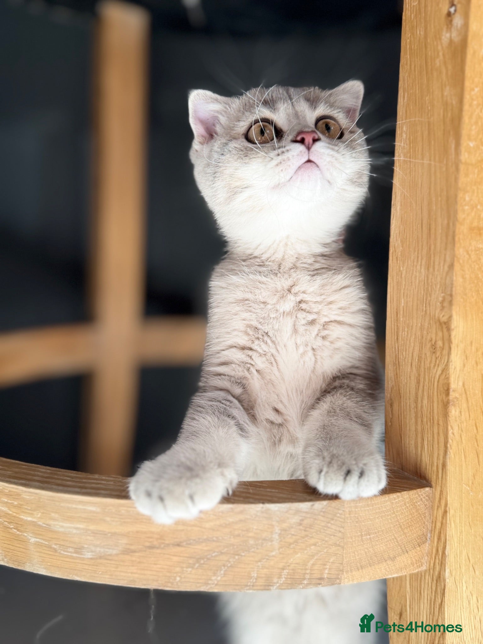 Scottish Fold cats Full pedigree Scottish fold kittens - Advert 2