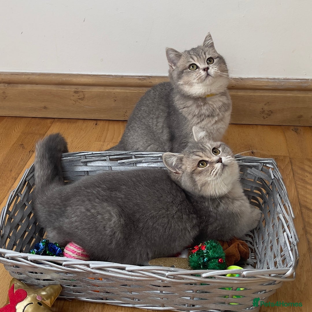 British Shorthair cats for sale: Remaining 2 TICA & GCCF British Shorthair Kittens - Advert 14