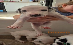 Dalmatian dogs for sale: Ready to leave 17th august in Banbury - Image 10