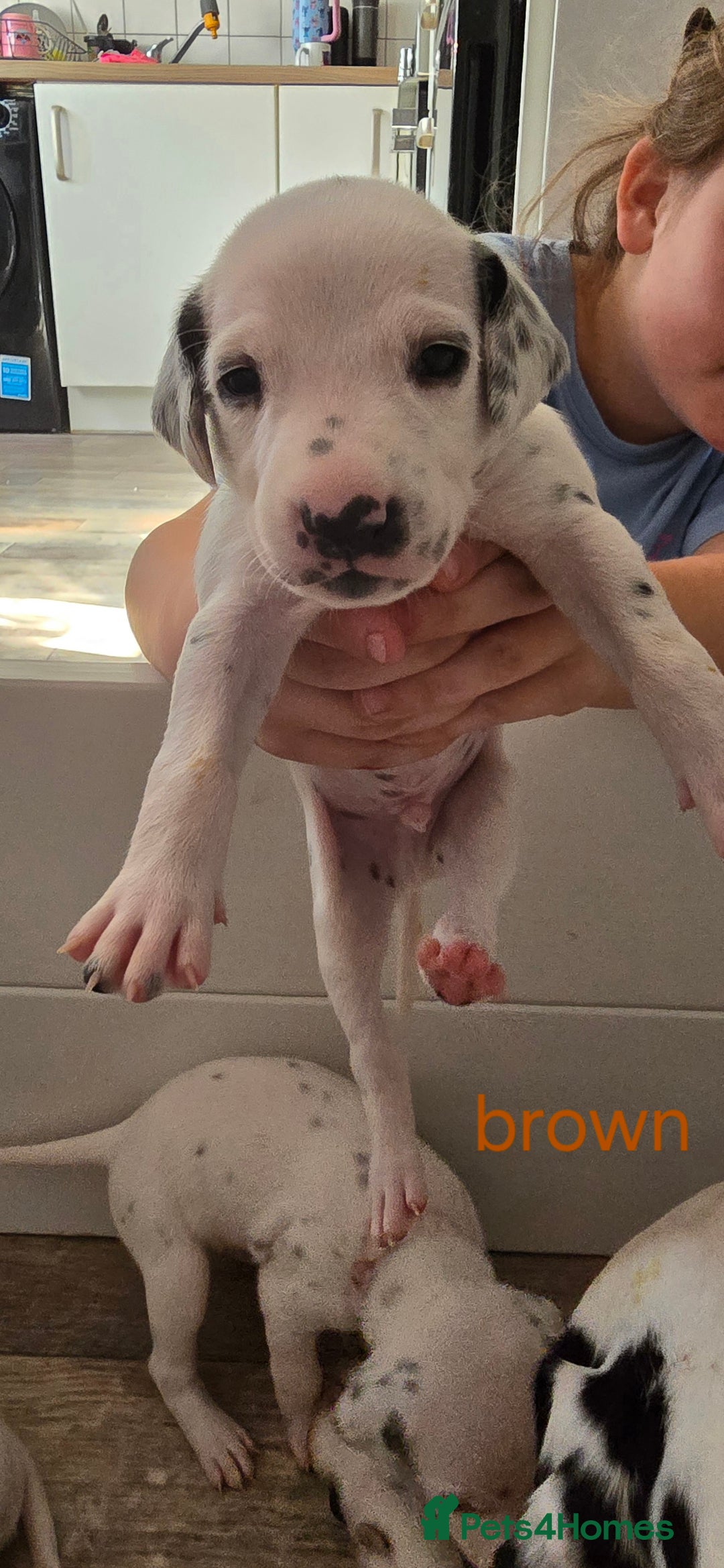 Dalmatian dogs for sale: Ready to leave 17th august in Banbury - Image 10