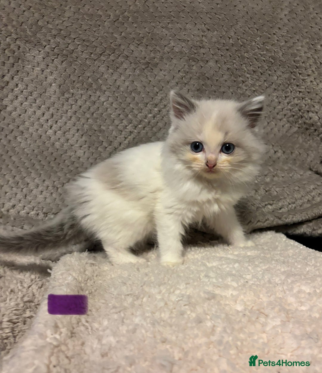 Ragdoll cats for sale: Ragdoll Kittens - Advert 16