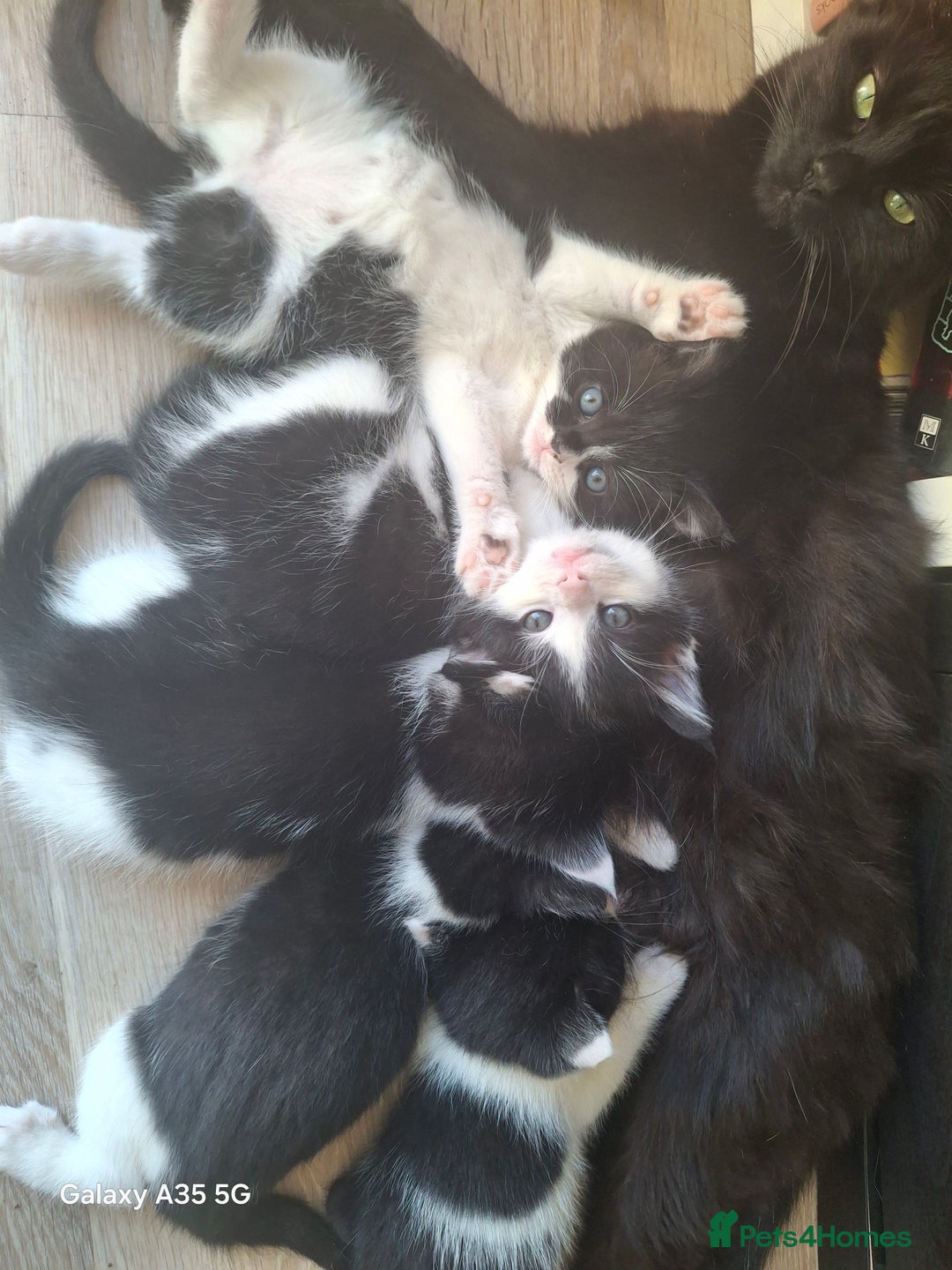 Mixed Breed cats for sale: 4 beautiful kittens  - Image 2