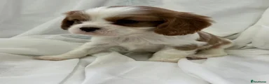 Cavalier King Charles Spaniel Puppy 3