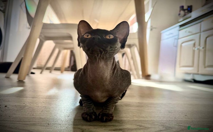 Sphynx cats - Advert 1